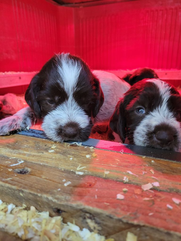 Sous La Plume De Chez Millet - Chiot disponible  - Griffon d'arrêt à poil dur Korthals