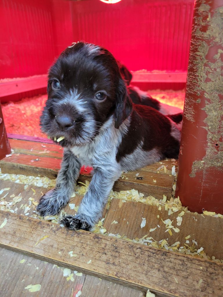 Sous La Plume De Chez Millet - Chiot disponible  - Griffon d'arrêt à poil dur Korthals