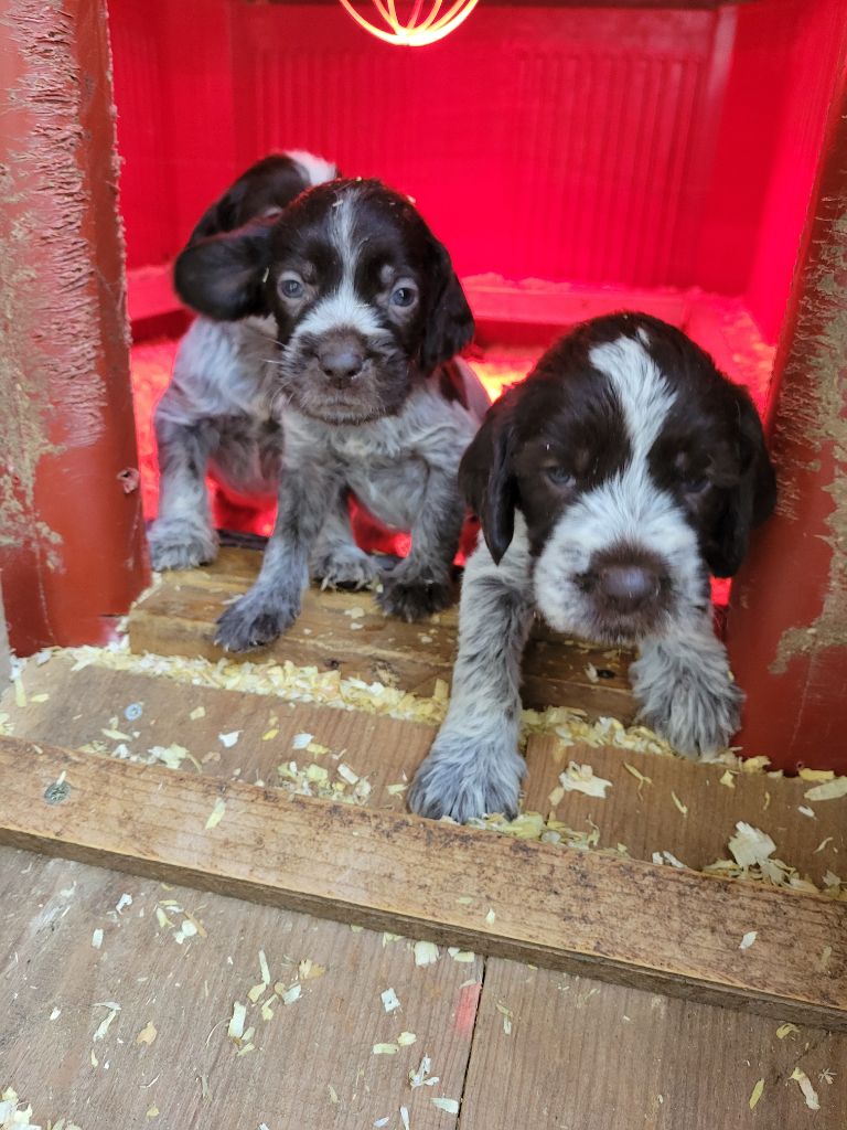 Sous La Plume De Chez Millet - Chiot disponible  - Griffon d'arrêt à poil dur Korthals