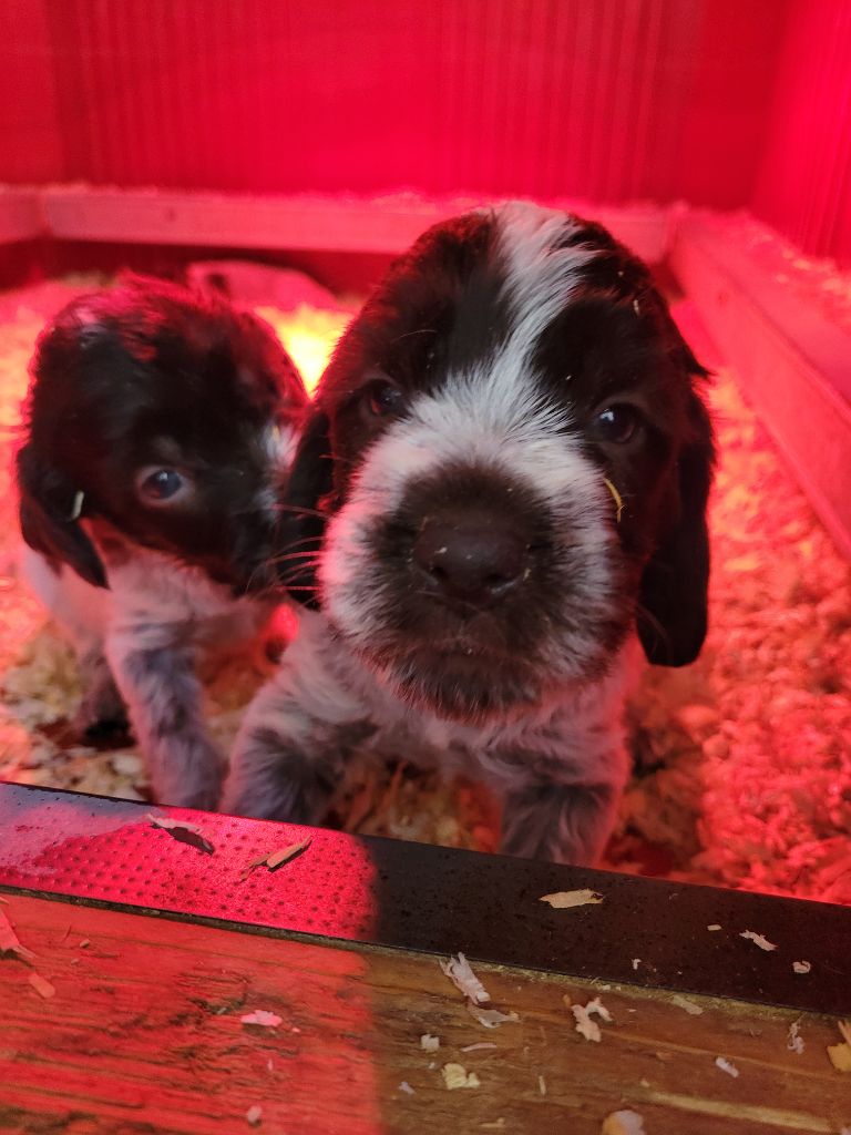 Sous La Plume De Chez Millet - Chiot disponible  - Griffon d'arrêt à poil dur Korthals