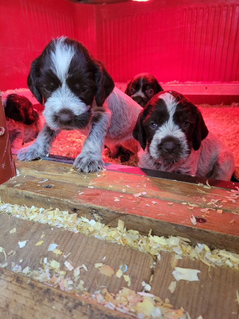 Sous La Plume De Chez Millet - Chiot disponible  - Griffon d'arrêt à poil dur Korthals