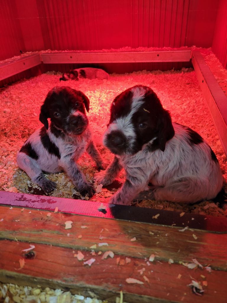 Sous La Plume De Chez Millet - Chiot disponible  - Griffon d'arrêt à poil dur Korthals