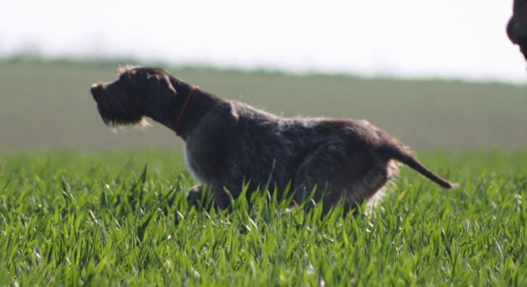 TR. Sabba de la Hount Barrade