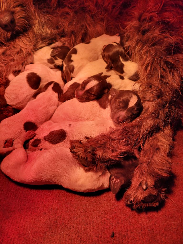 Sous La Plume De Chez Millet - Chiots disponibles - Griffon d'arrêt à poil dur Korthals