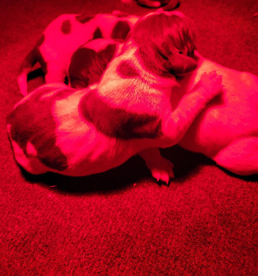 CHIOT 1